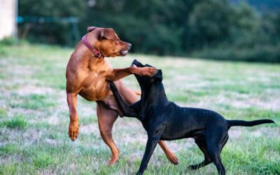 ANIMALI MALTRATTATI E FALSI PASSAPORTI CANINI: DUE CONDANNATI A LODI