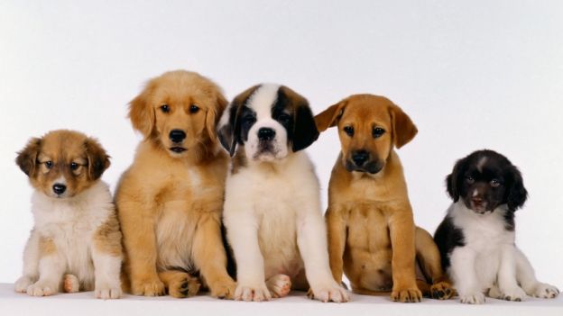 Il cane ti morde? Nessun risarcimento.