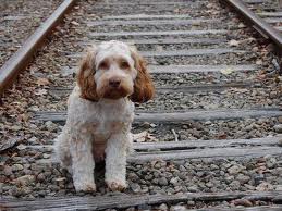 Animali domestici: punibile penalmente anche la sola sofferenza psichica dell’animale