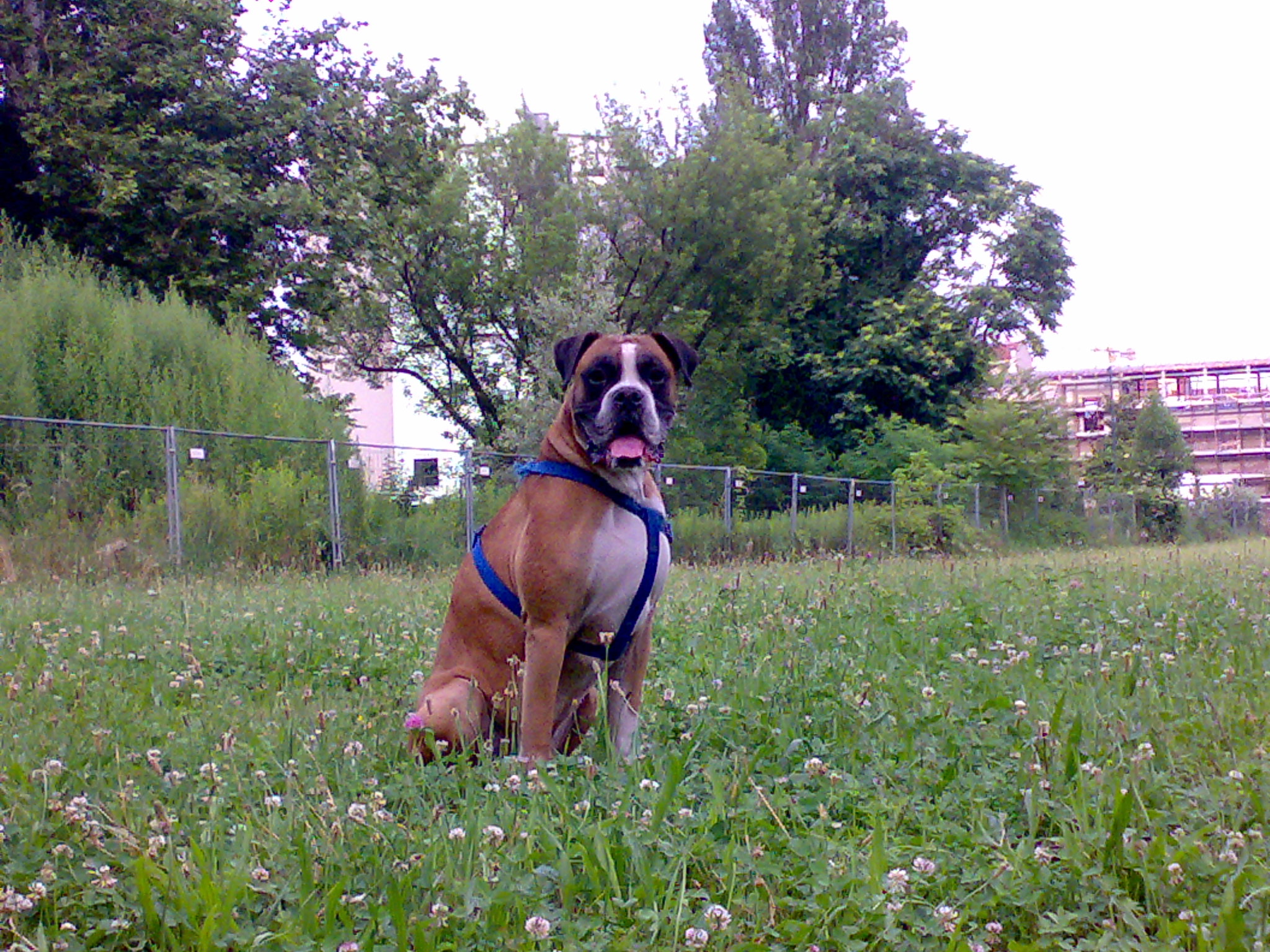 CANI IN SPIAGGIA