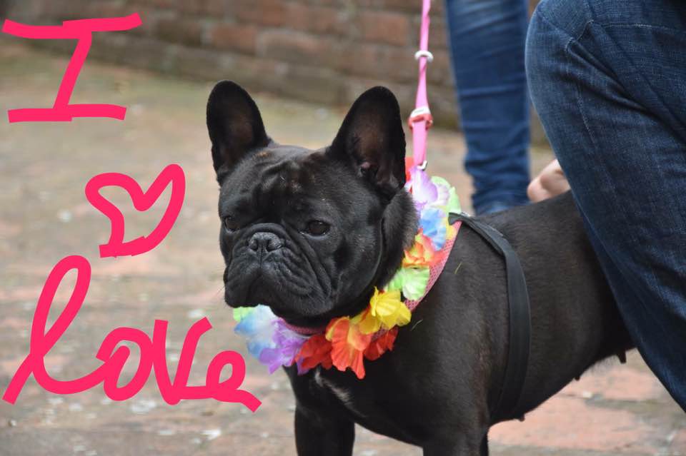 Animali: affido condiviso