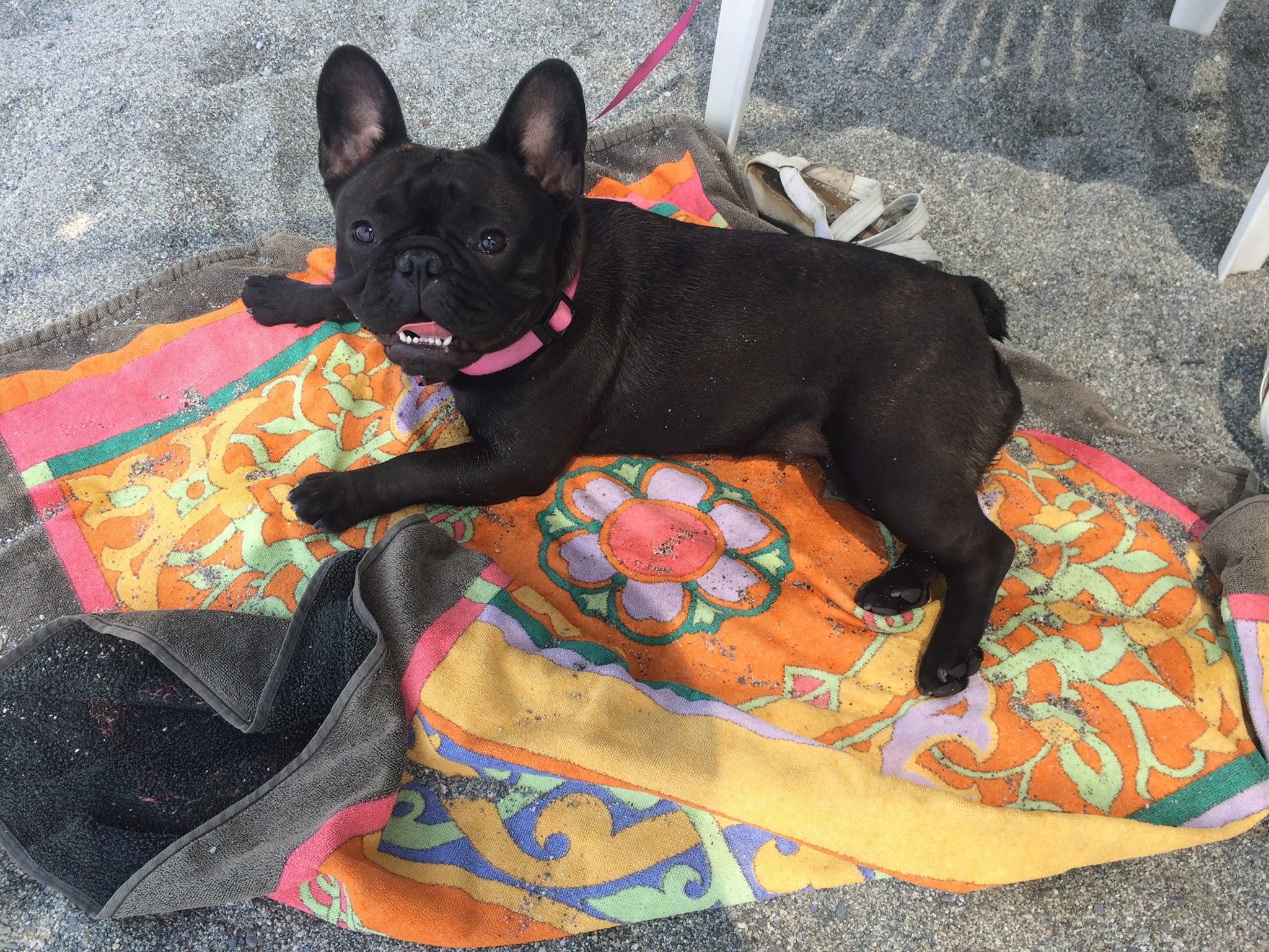 CANI IN SPIAGGIA
