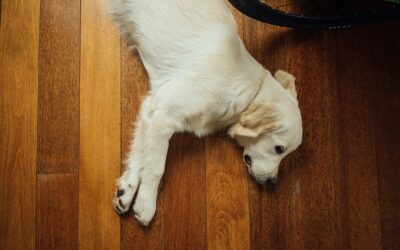 ANIMALI IN CONDOMINIO E POSSIBILE DISTURBO ARRECATO A SOGGETTI TERZI.