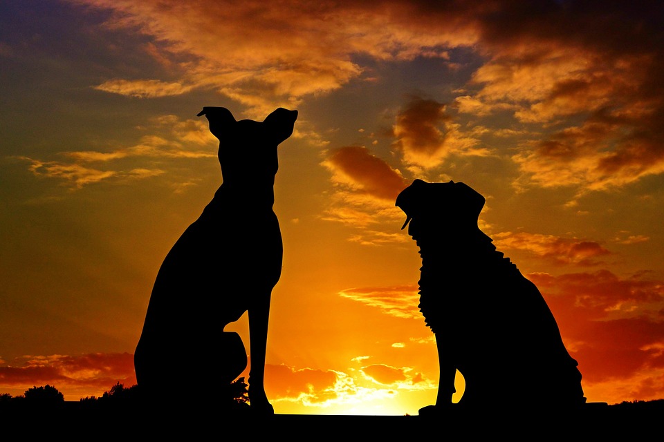 Perdita dell’animale d’affezione-danno non patrimoniale-nuovi orientamenti giurisprudenziali-